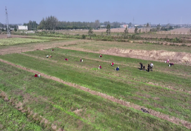 《中安在線》10月25日報道：埇橋區：甜葉菊扦插 “長”出甜蜜產業